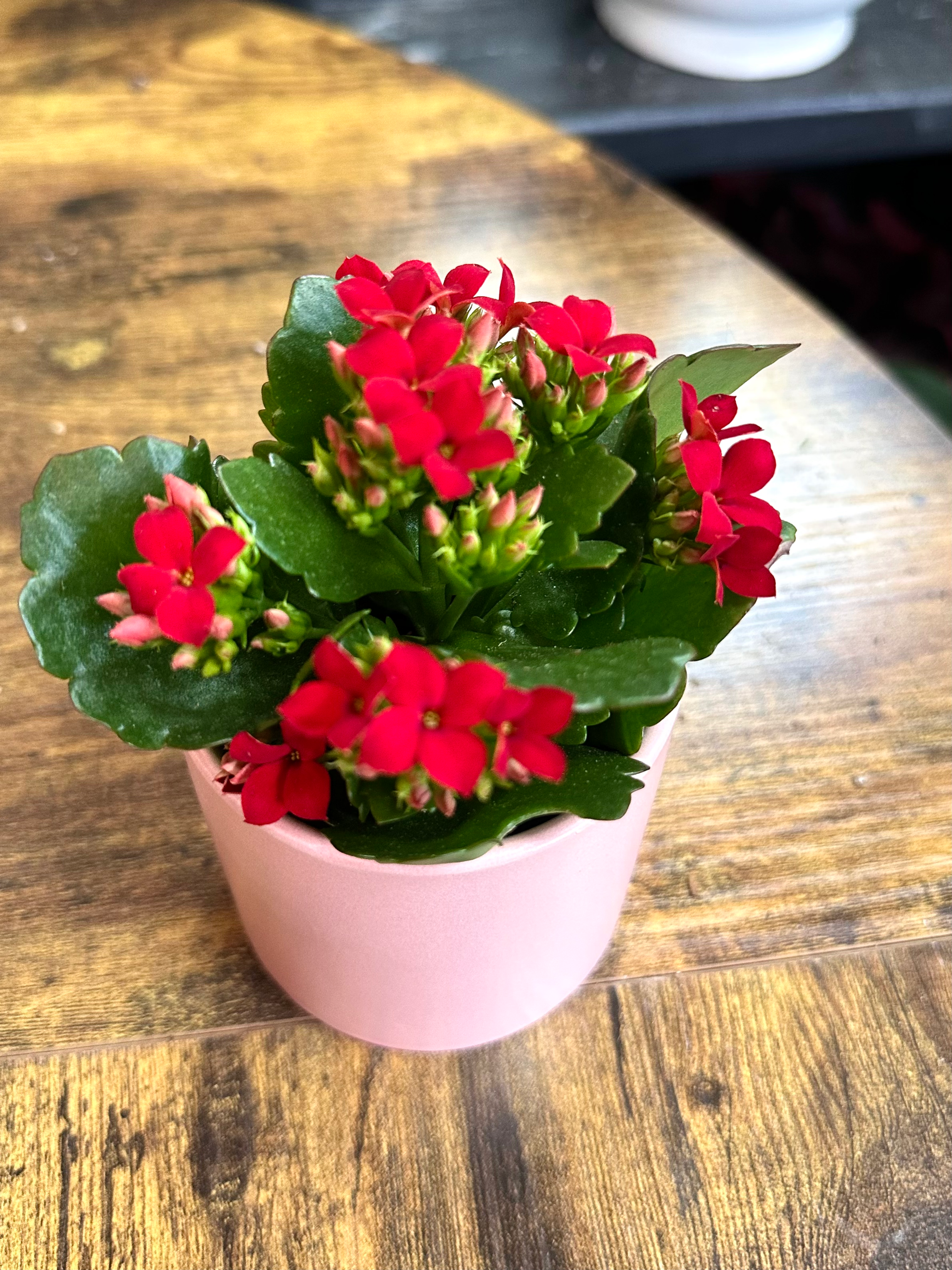 2.5” Mini Red Kalanchoe 