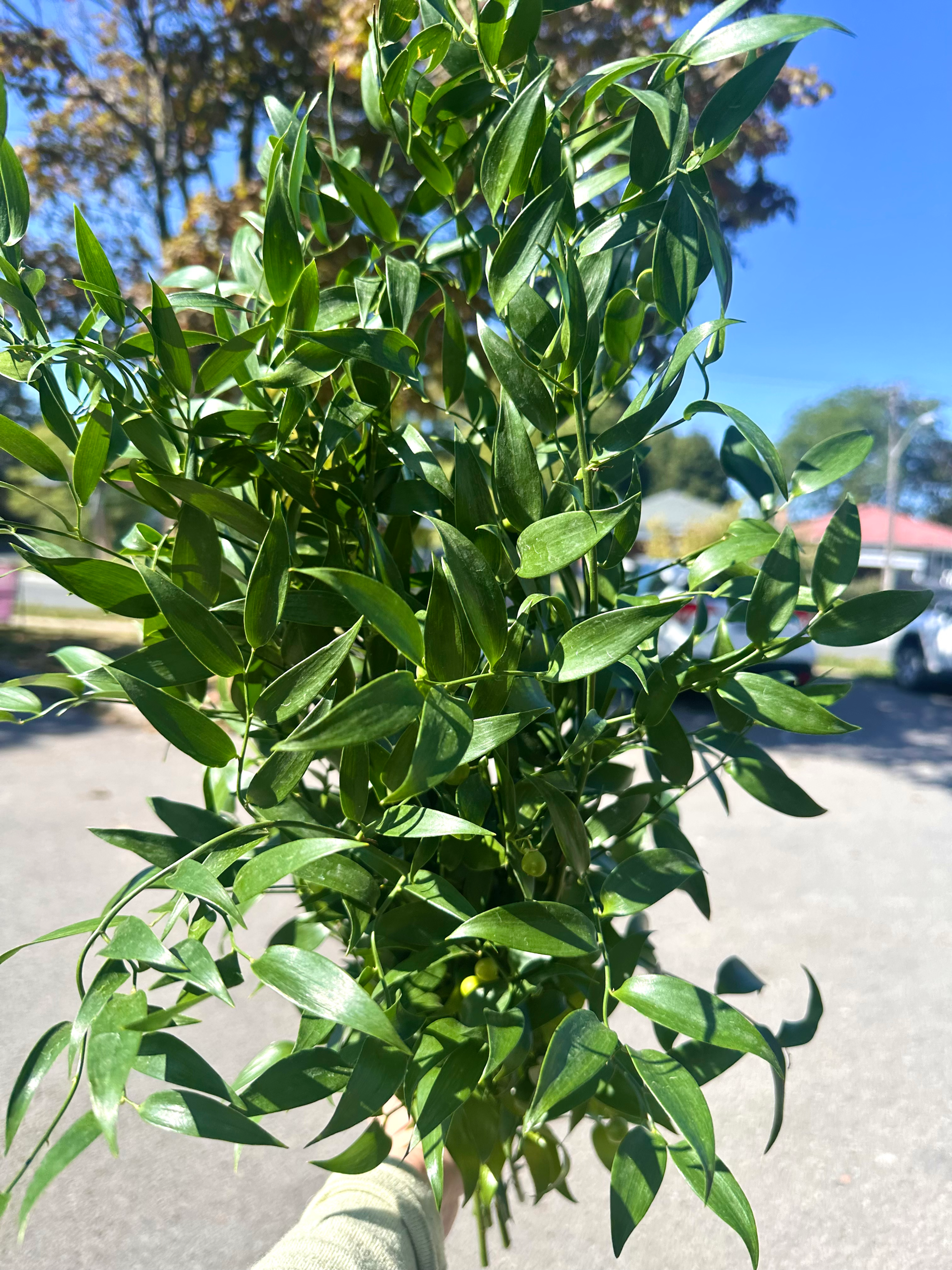 Italian Ruscus (Bunch) 