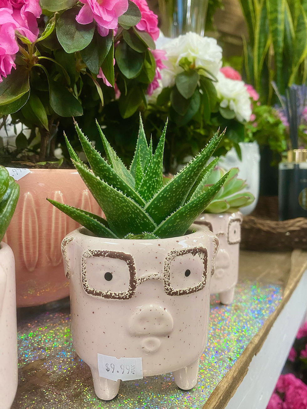 Thumbnail: 2.5" Succulent in Ceramic Pig Pot
