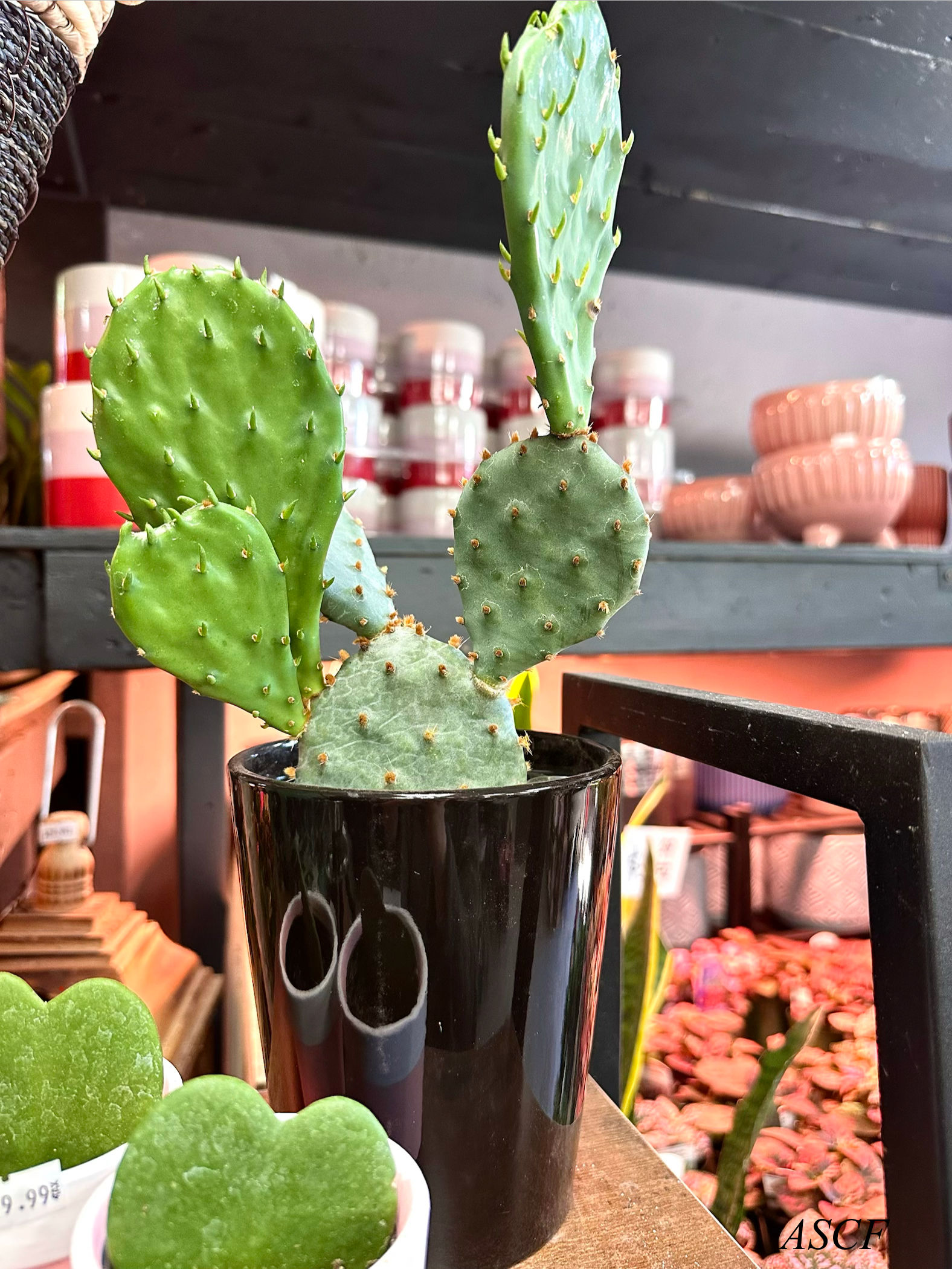 5” Potted Bunny Cactus 