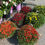 Thumbnail: 12" Fall Mum Hanging Basket
