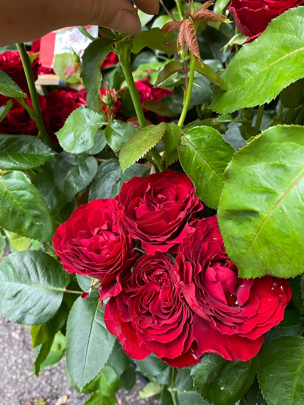 Thumbnail: Large Red Patio Roses 