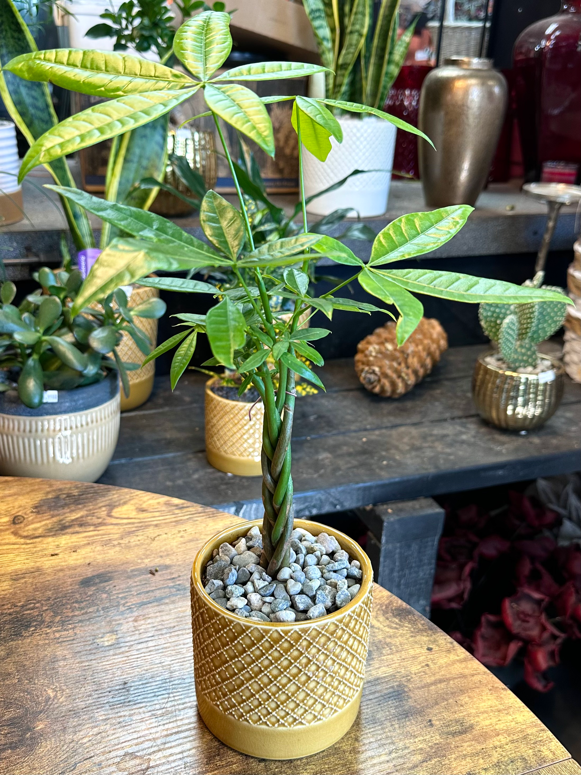 5” Braided Money Tree 