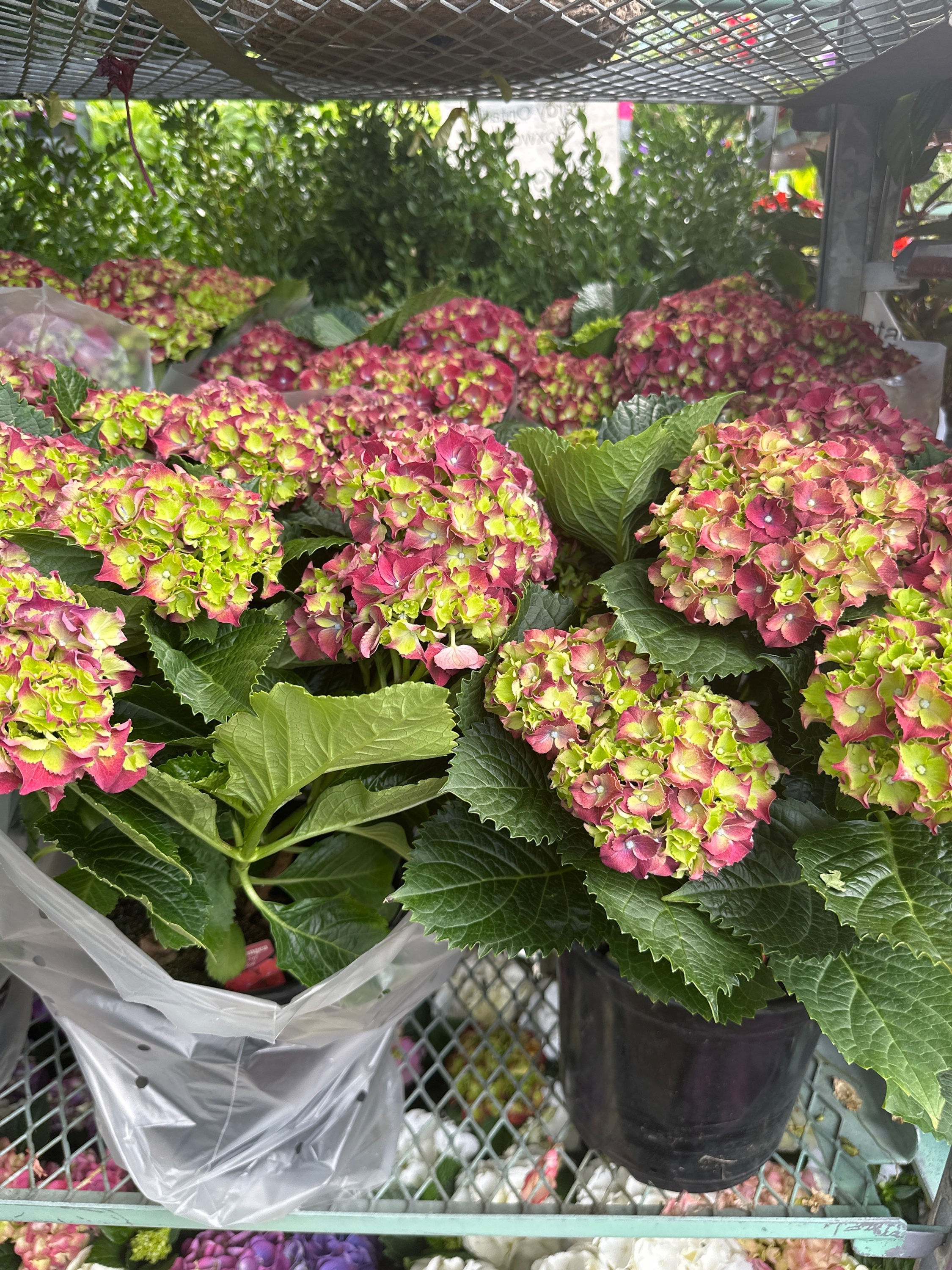 Hi Fire Red Hydeangea