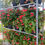 Thumbnail: Dragon Wing Begonia (Hanging Basket)