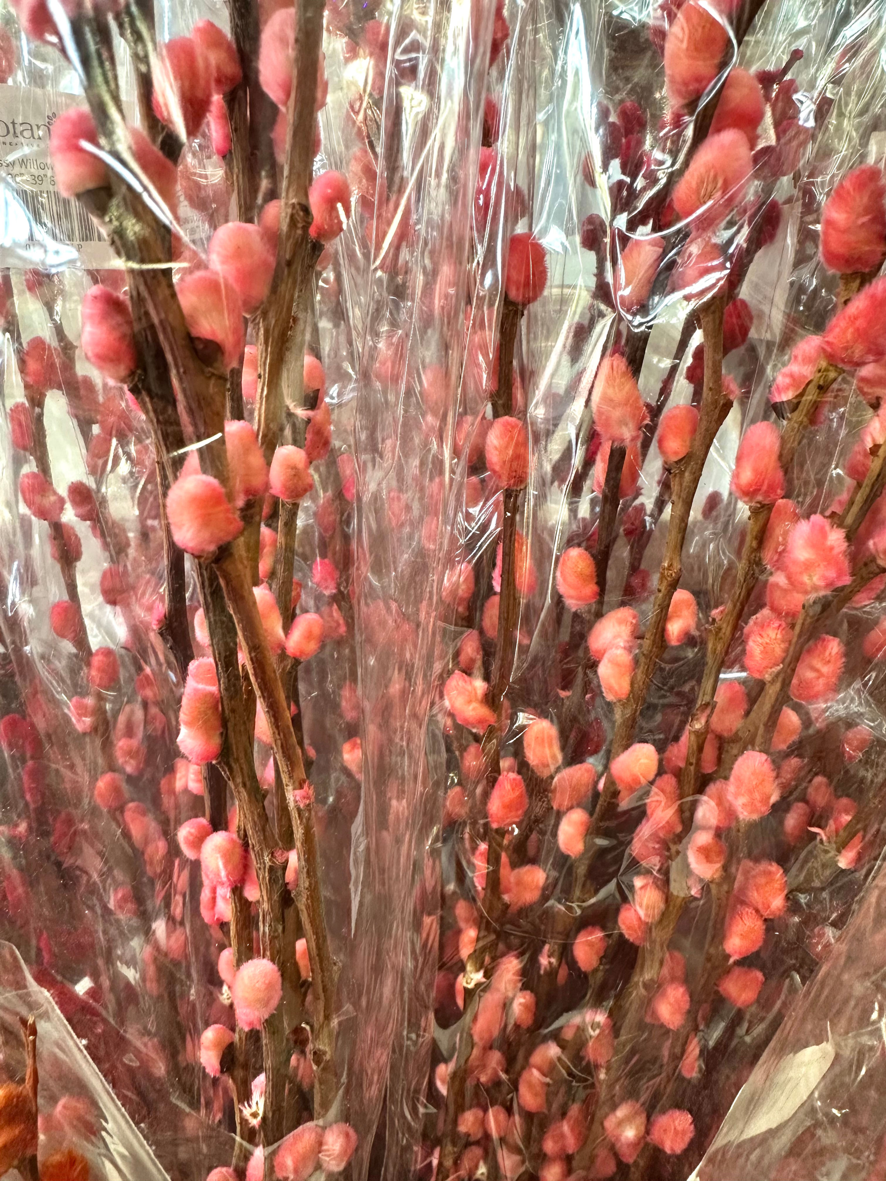 Pink Pussy Willow 