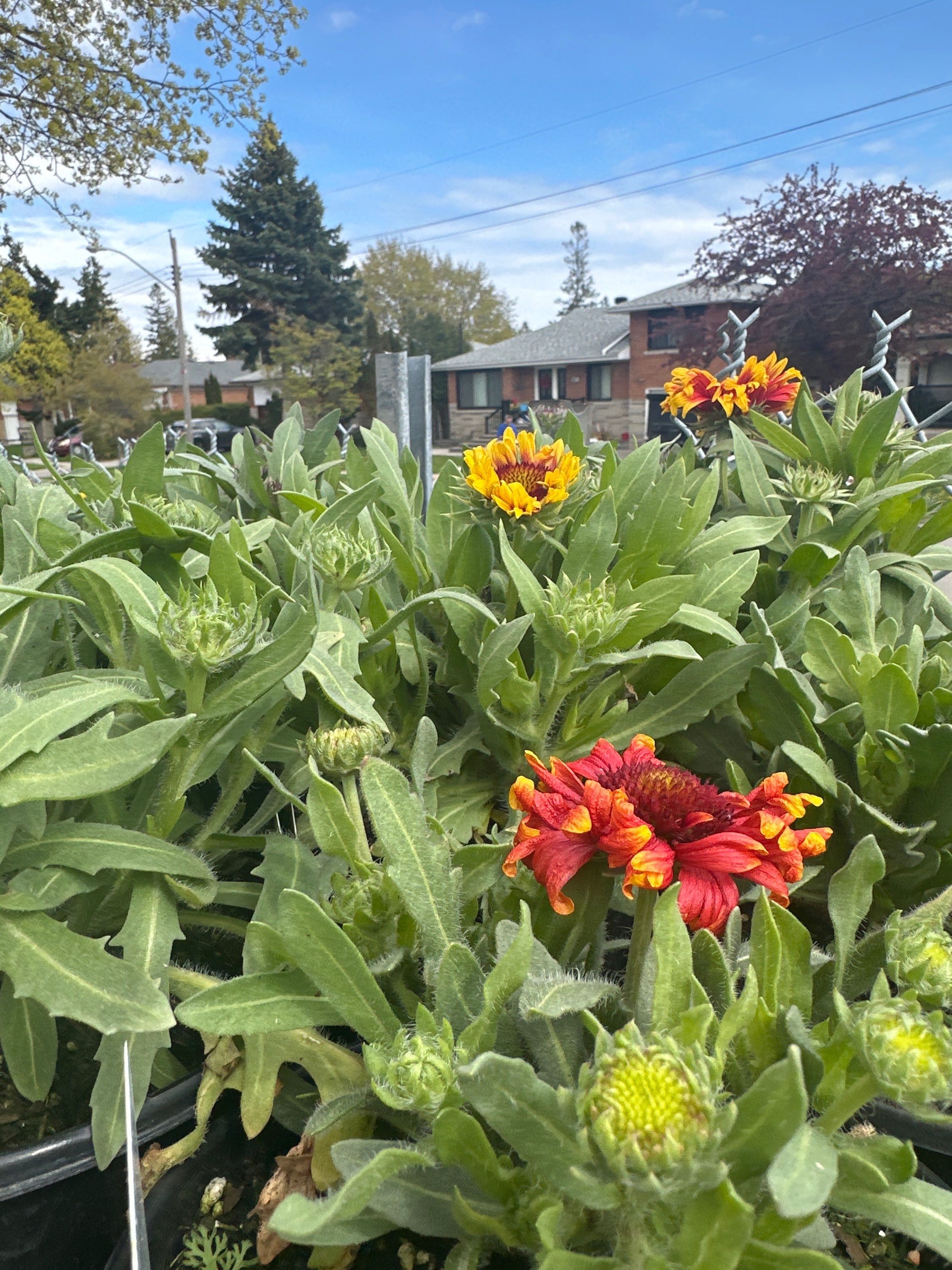 Blanket Flower(Gaillardia aristata)