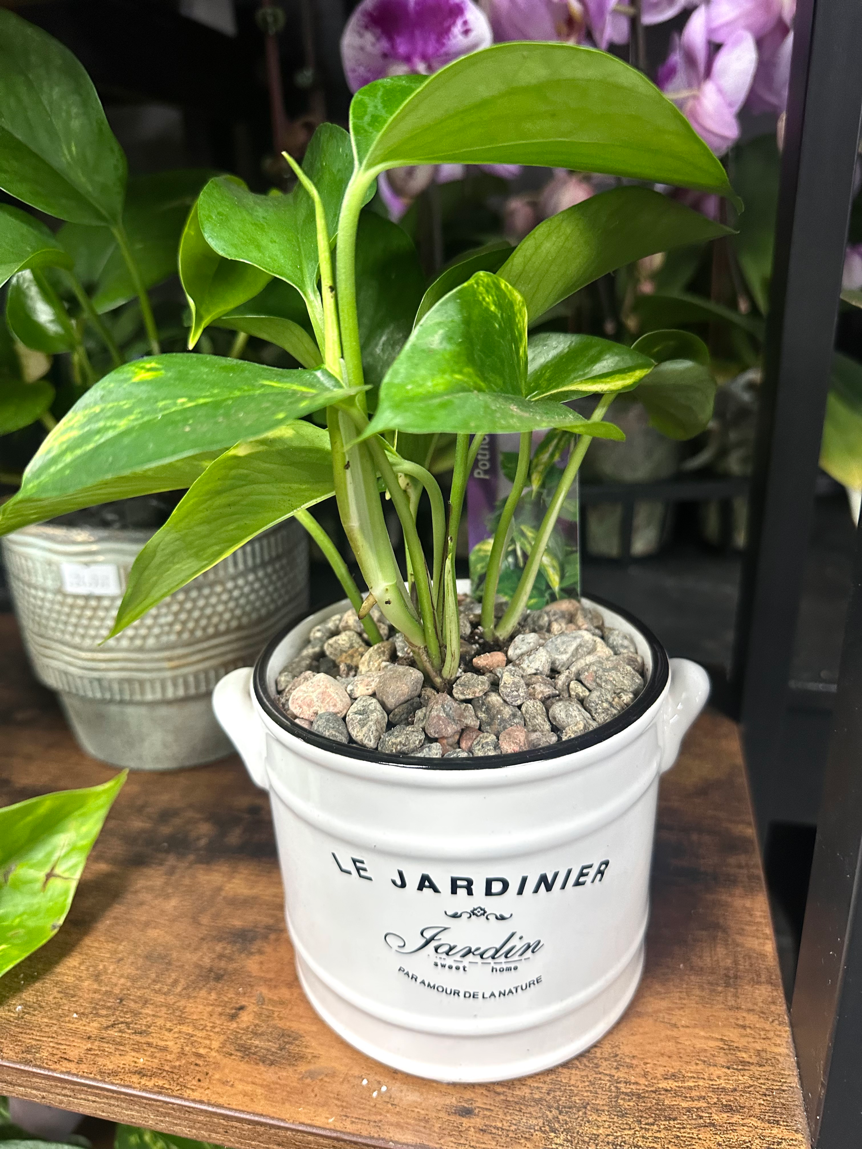 5” Jardinier Pothos 