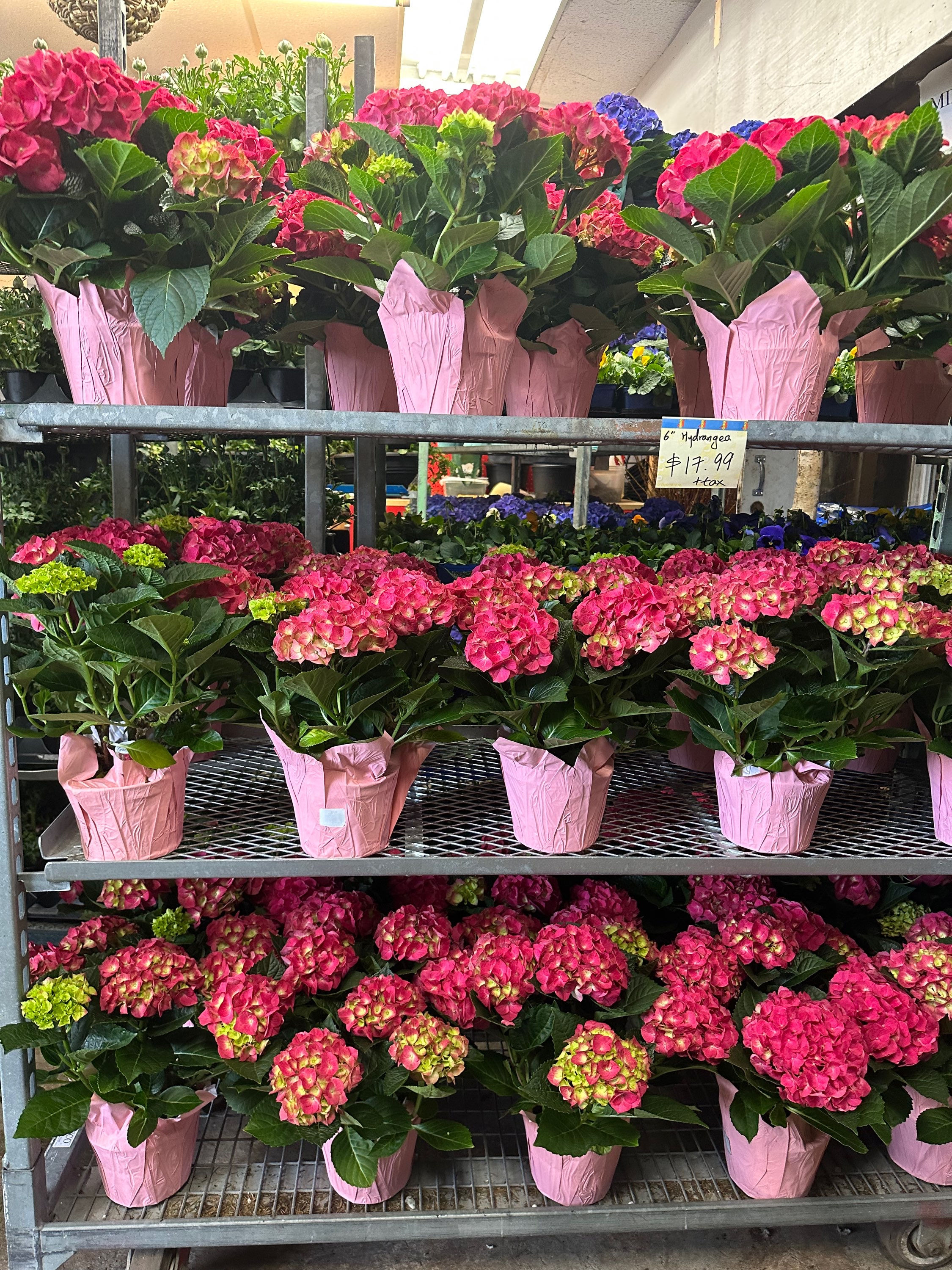 6" Hot Pink Hydrangea 