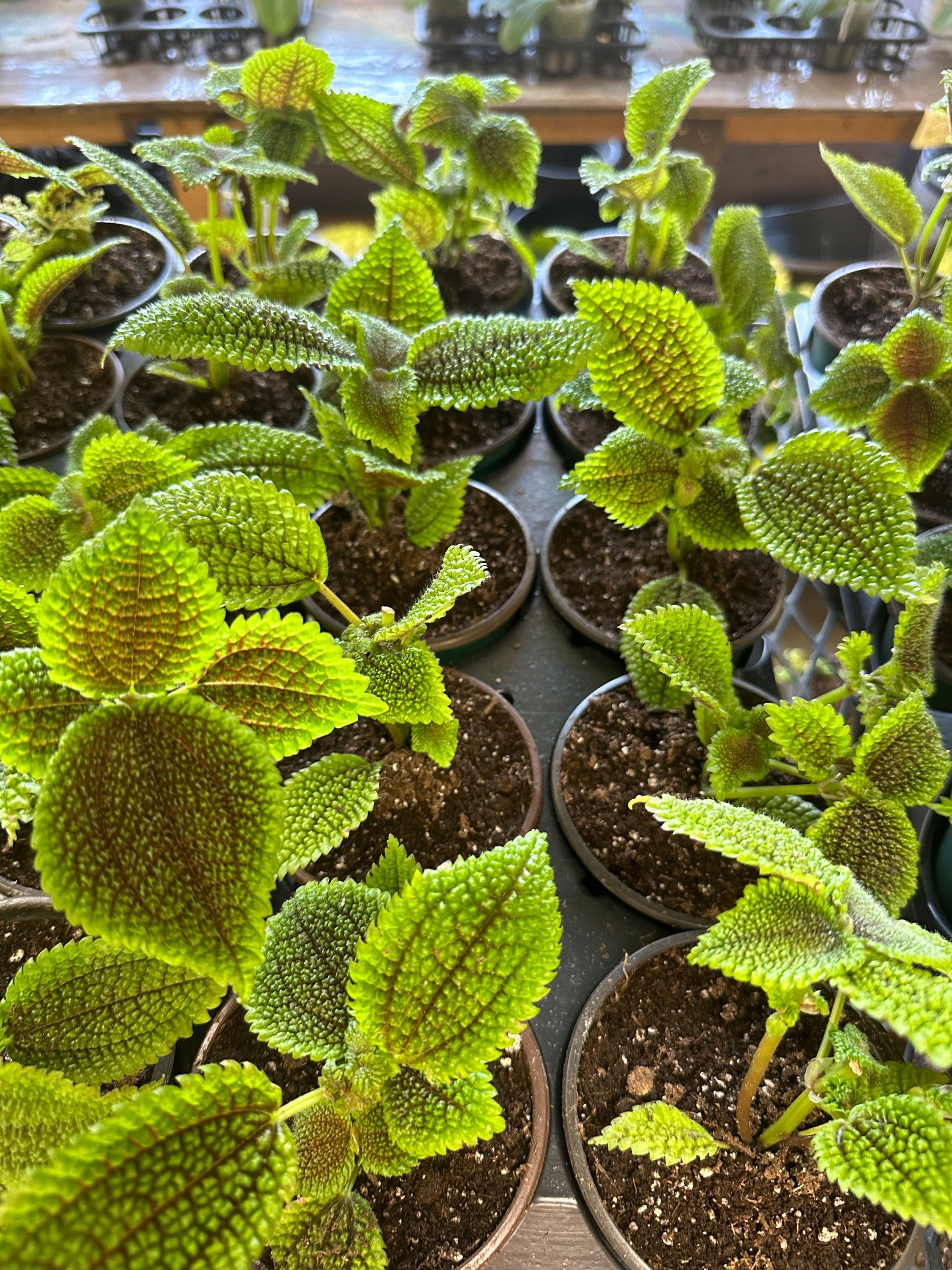 Pilea mollis(Moon valley)