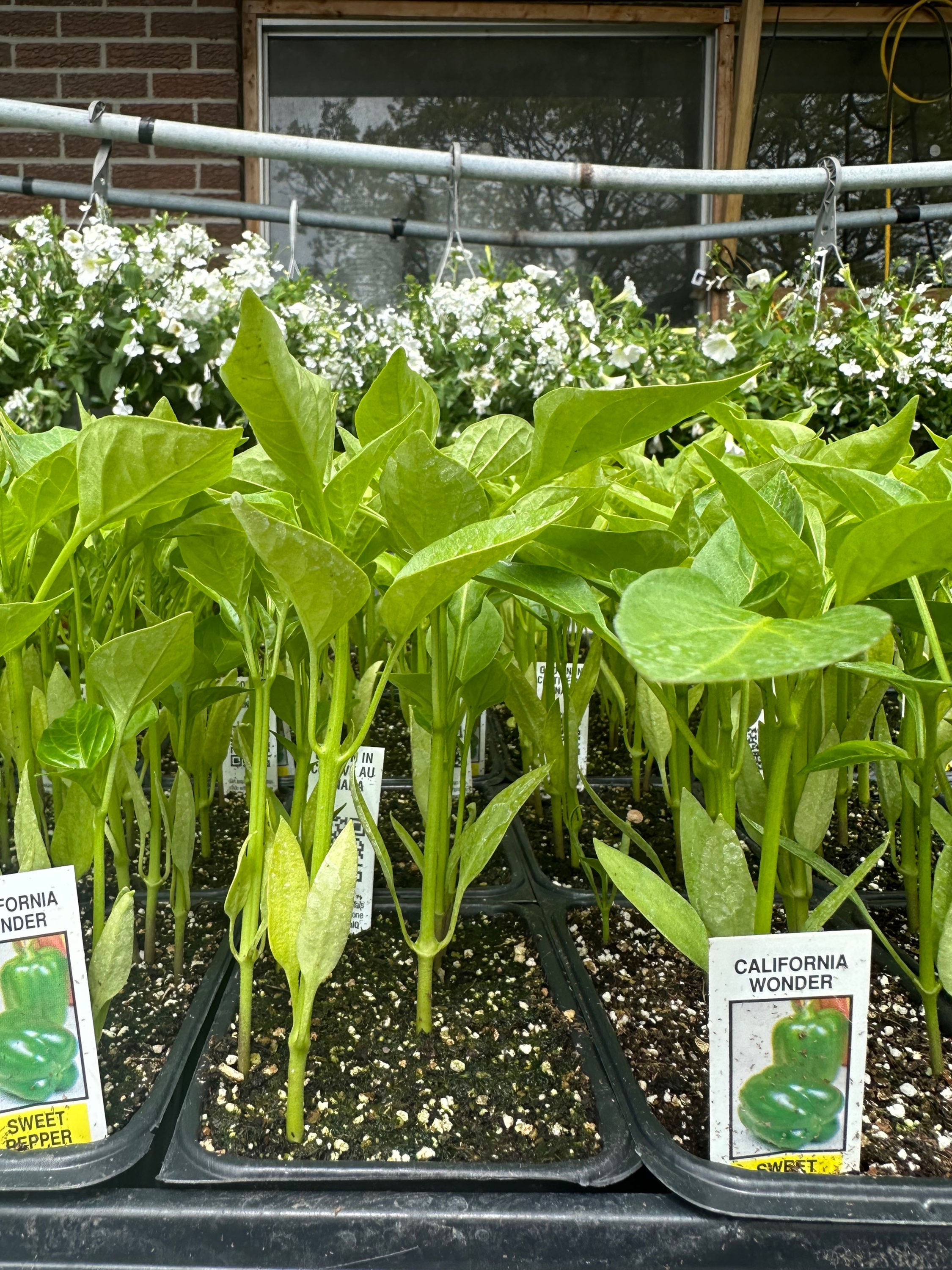 California Wonder Sweet Pepper