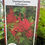 Thumbnail: Japanese Astilbe(Astilbe japonica)