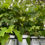 Thumbnail: Oakleaf Hydrangea (Gatsby Gal)