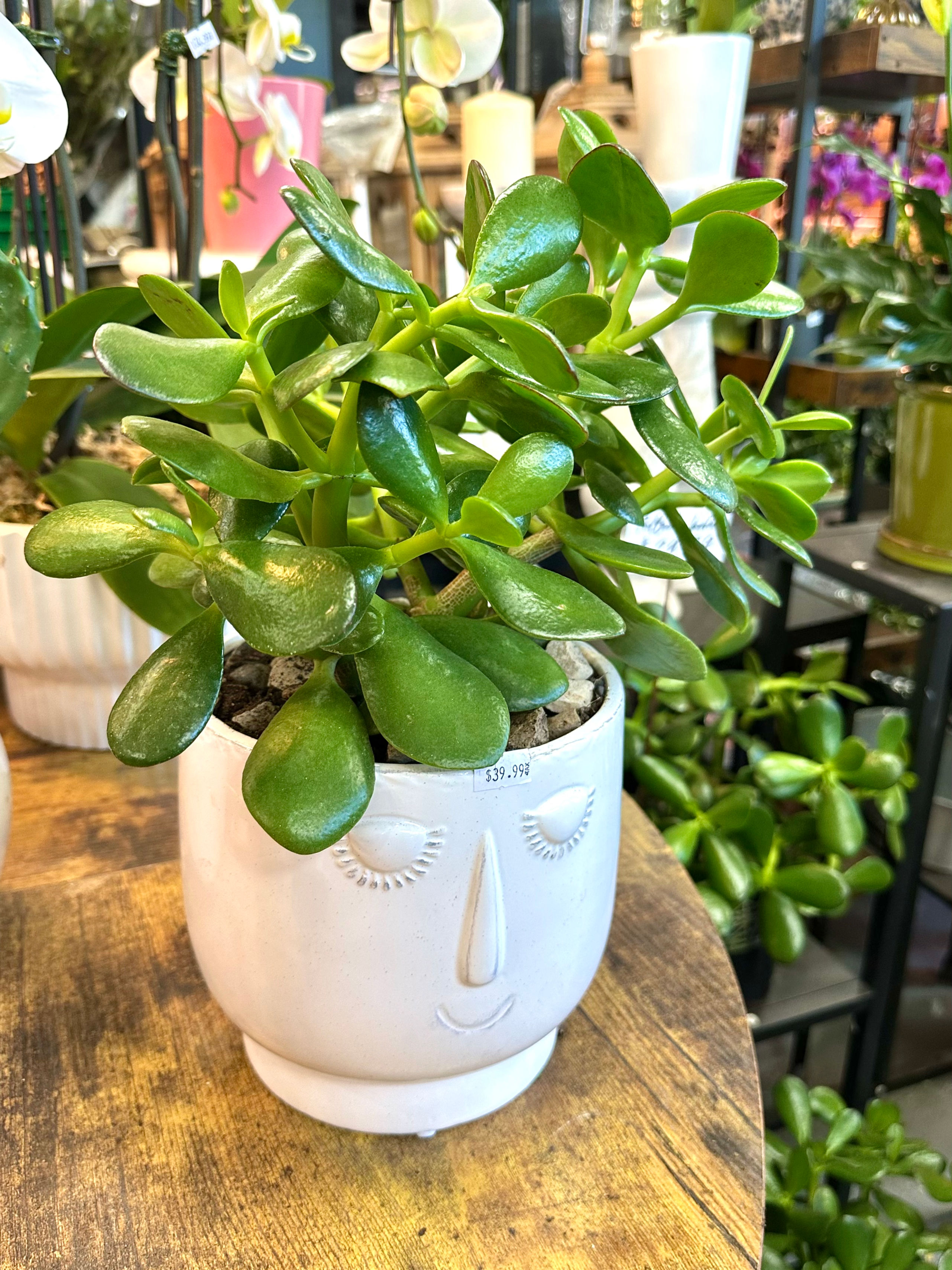 8” Jade Face Pot 