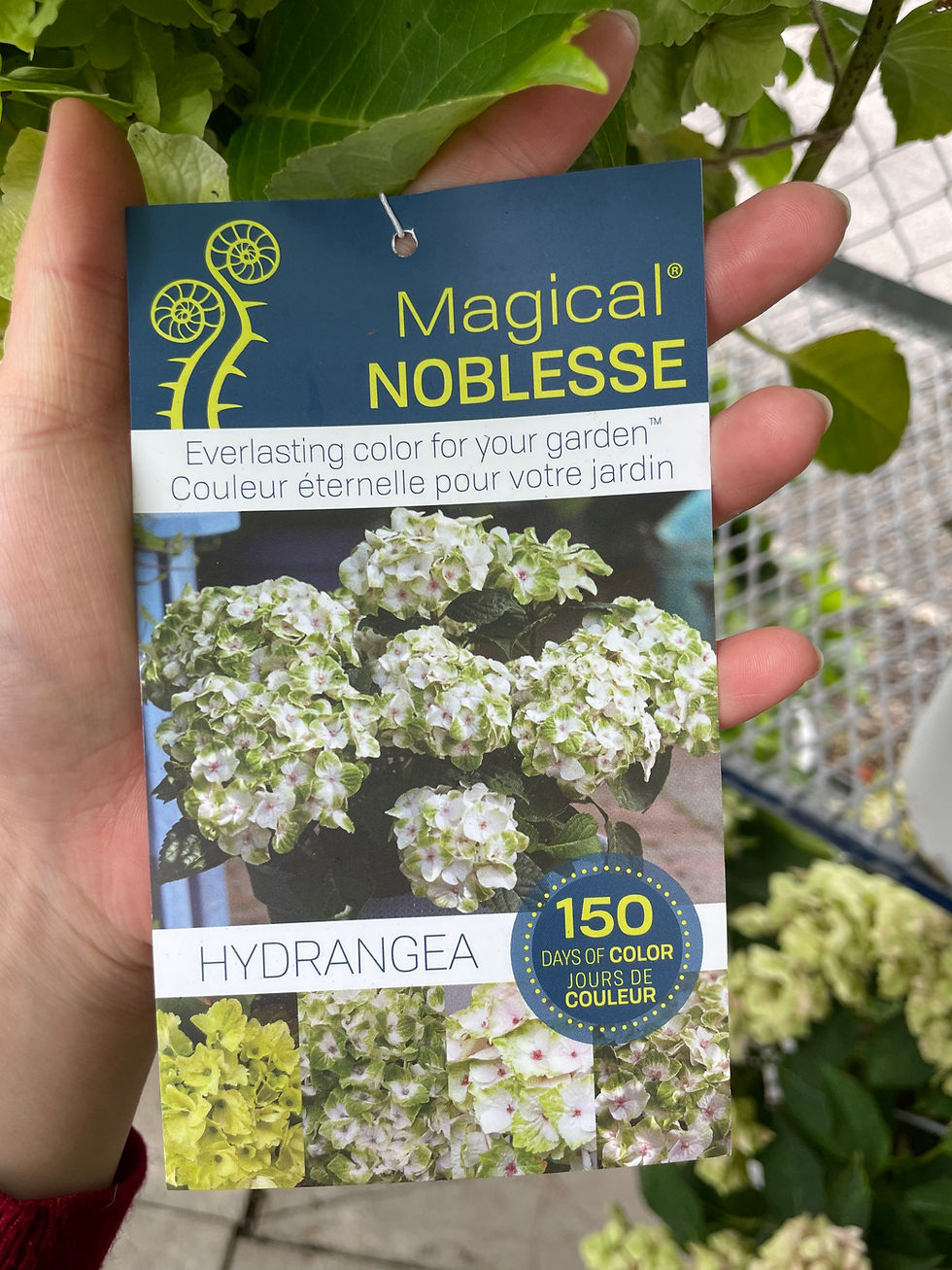 Thumbnail: Everlasting White Hydrangeas
