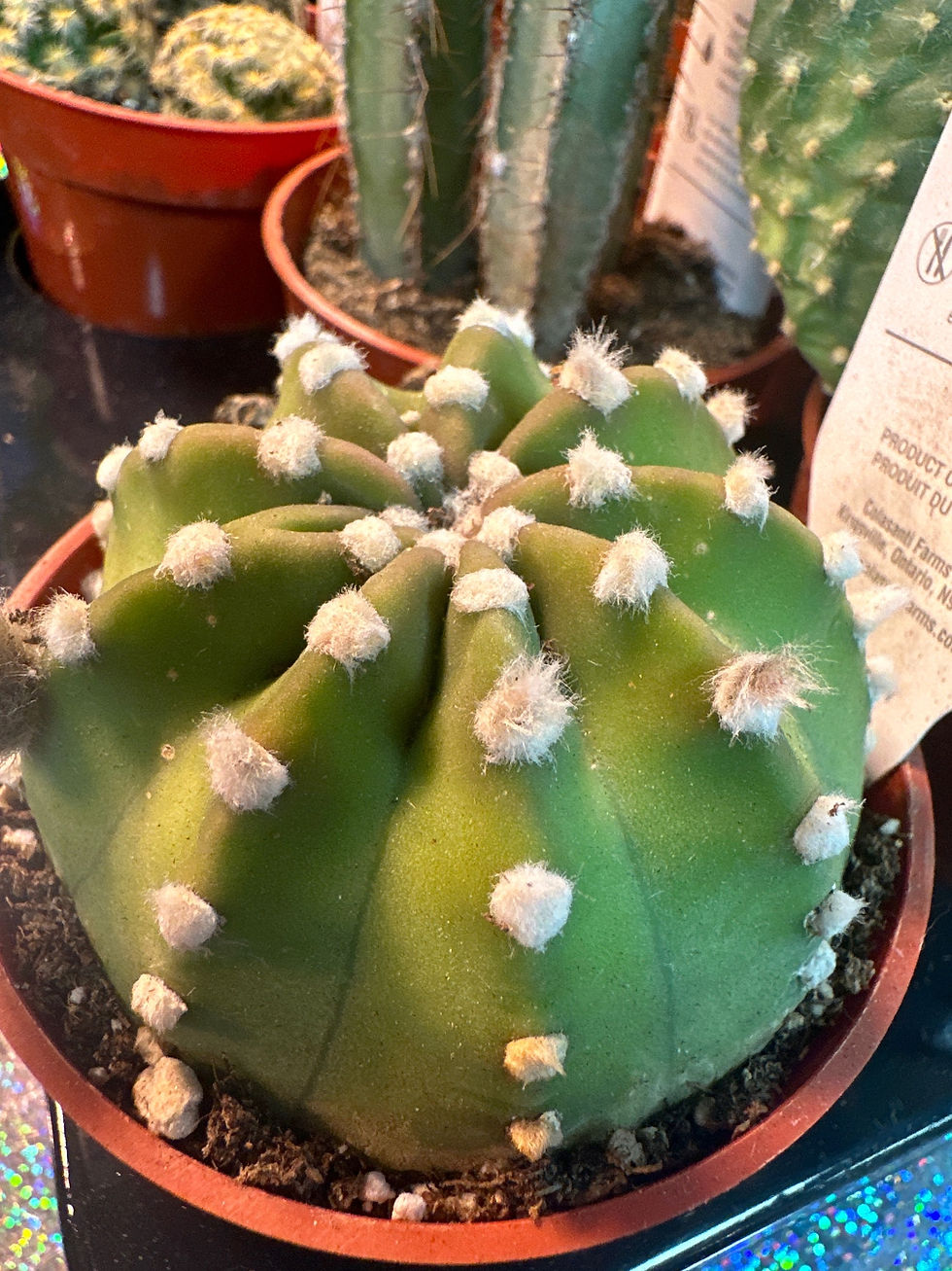 Thumbnail: Cactus