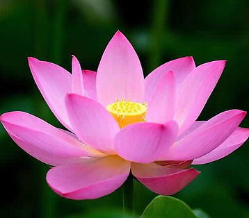 HD-wallpaper-pink-lotus-flower.jpg