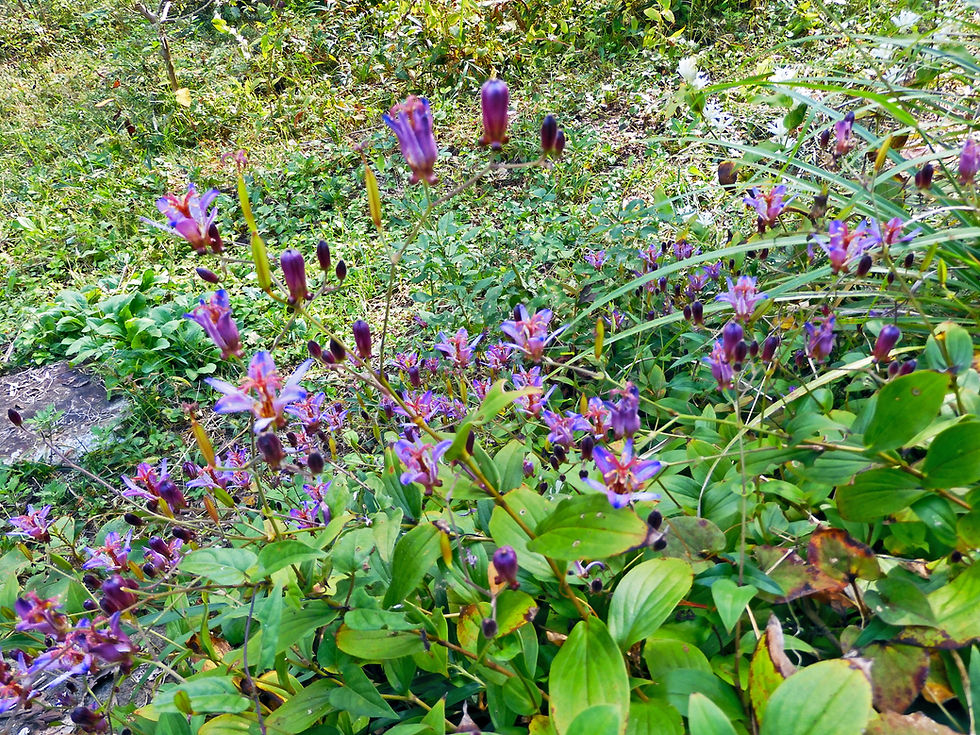 ホトトギス / Japanese Toad Lily