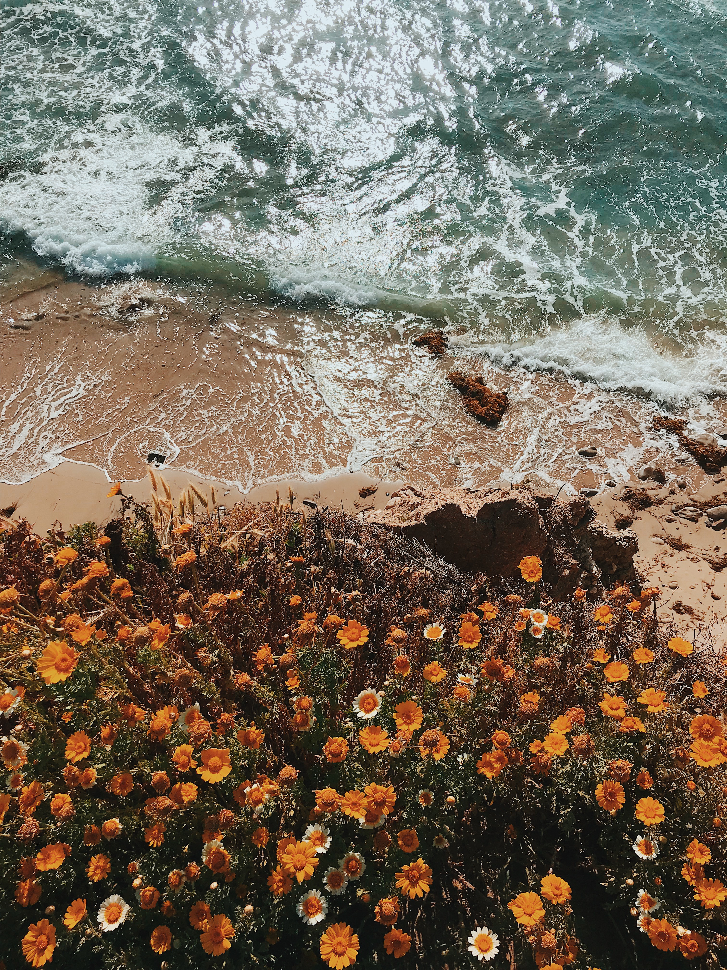 San Diego Flowers