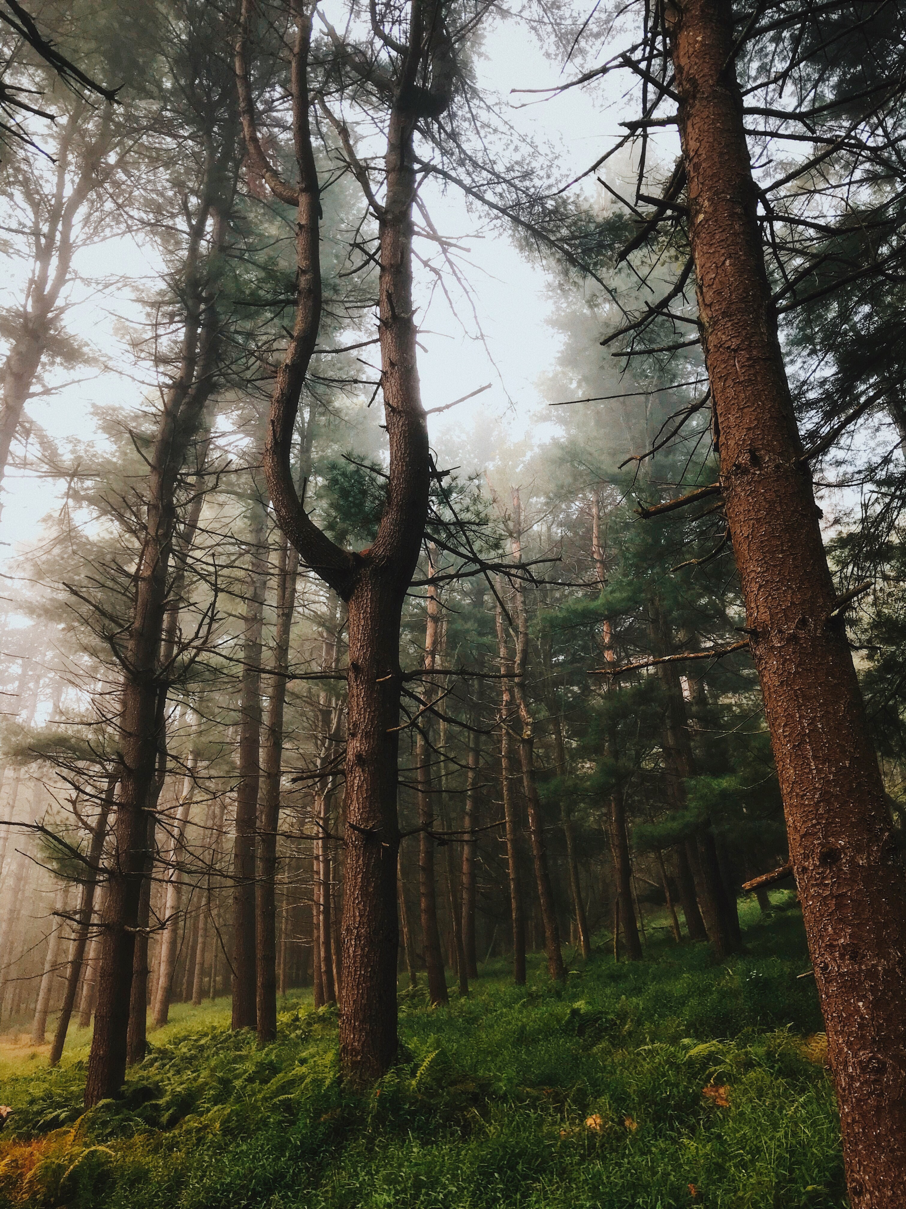 Swanton Fog