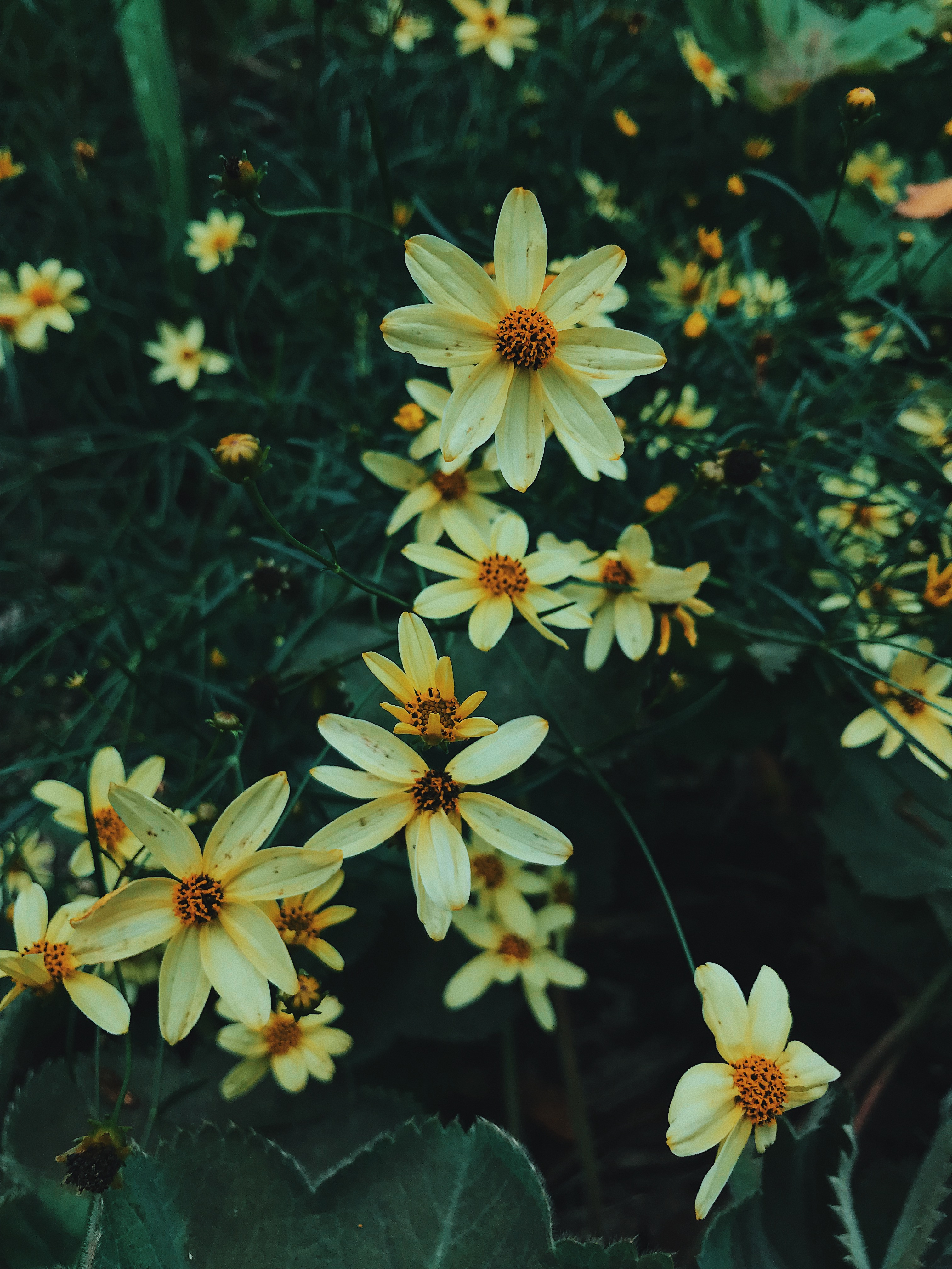 Small Yellow Flowers