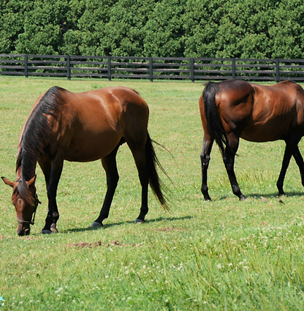 Thoroughbred-Mares-in-Kentucky-Horse-Country-.png
