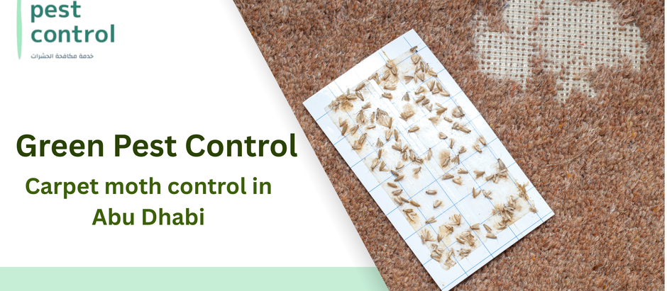 Carpet moth control in Abu Dhabi