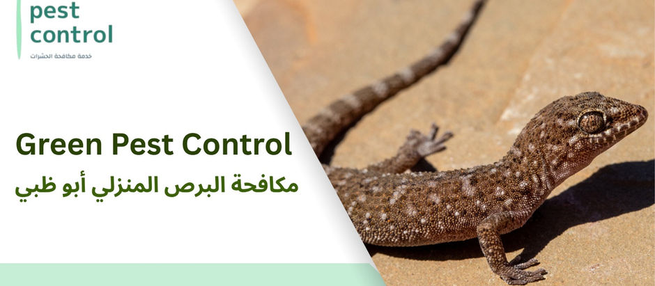 مكافحة البرص المنزلي أبو ظبي