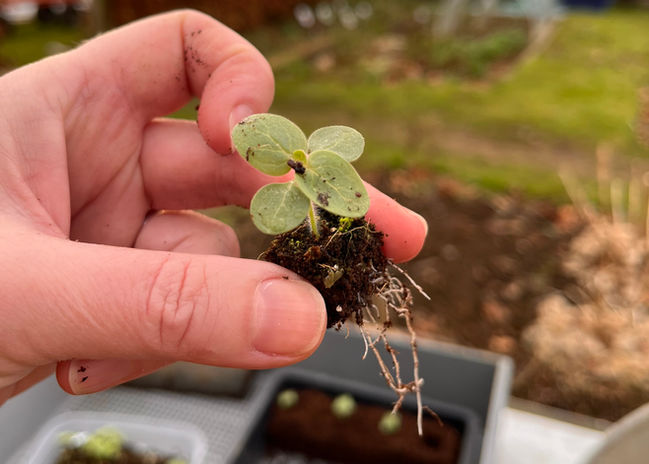 Propagation seed growing