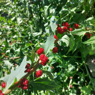 "Erdbeerspinat am GrubauerGut: Frische Vielfalt aus unserem Bauerngarten"