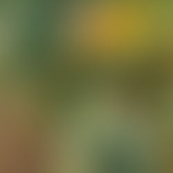 "Zucchini am GrubauerGut: Vom Garten auf den Teller"