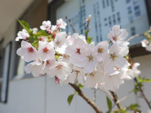 卒園児さん来園