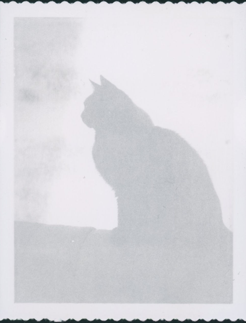 photo of a cat taken on Polaroid Type 42 film with a Polaroid Model 95 camera.