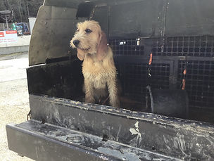 FAUVE DE BRETAGNE.jpg