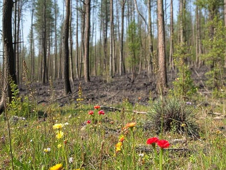 From Burnout to Blooming: Finding Beauty in the Rebuilding