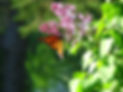 celebration-of-spring-season (1).jpg