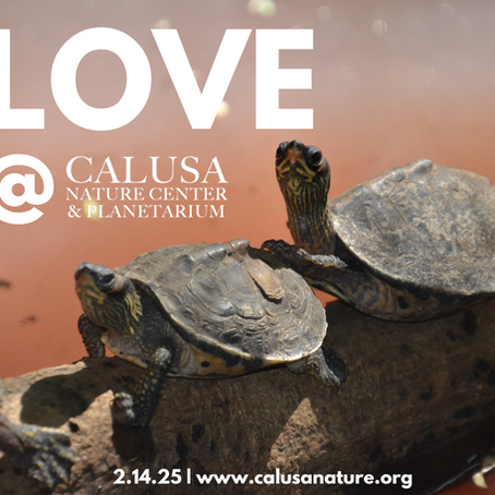 Celebrate Valentine's Day with a Wild Twist at Calusa Nature Center & Planetarium