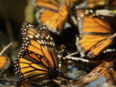 “Butterfly Journey” Premieres in South Florida at Earth Day Celebration at Calusa Nature Center & Planetarium