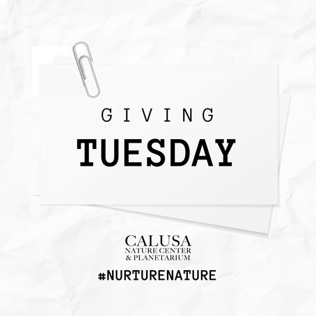 Celebrate Giving Tuesday and Make an Impact on Nature: Support Calusa Nature Center’s “Nurture Nature” Campaign