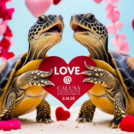 Explore, Discover, & Celebrate Nature: Must-See Events at Calusa Nature Center in 2025!