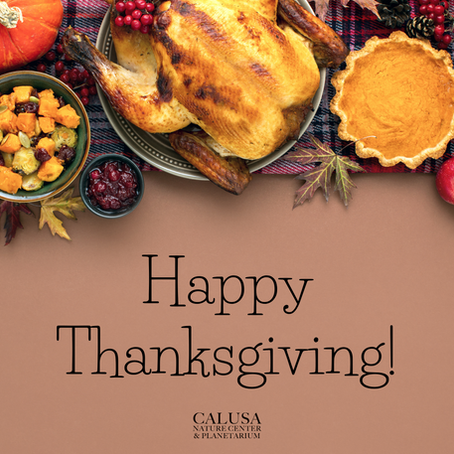 🌟 Celebrate the Magic of Nature this Thanksgiving + Exclusive Black Friday Deals!