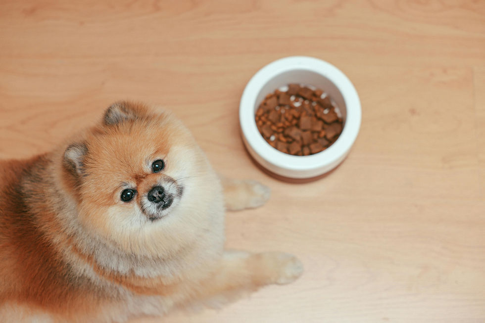 Hund frisst Trockenfutter aus einem Napf – Symbolbild zur Ausschlussdiät beim Hund