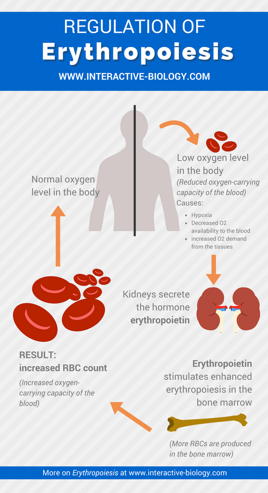 Regulation of Erythropoiesis