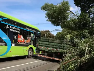O verão reacende o alerta: precisamos de nova relação entre árvores e cidades