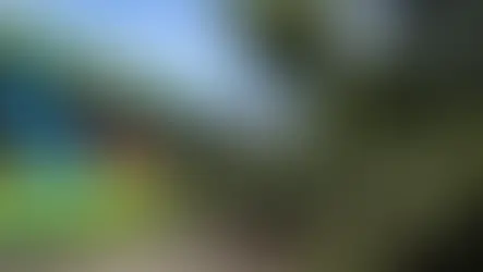 O verão reacende o alerta: precisamos de nova relação entre árvores e cidades