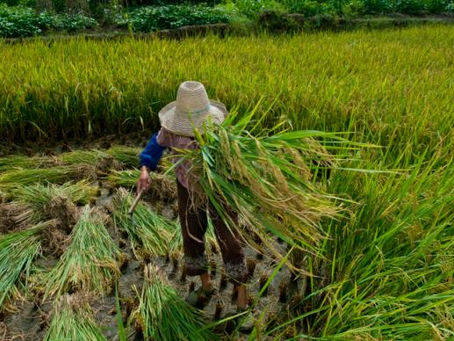 Os avanços e os desafios no combate à pobreza rural