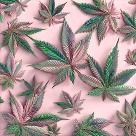 u6371815542_3D_PINK_AND_GREEN_CANNABISS_ON_PINK_BACKROUND_--v_000a9077-f05c-4776-9836-66ba