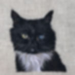 Black rescue cat