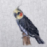 Cockatiel