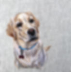 Golden%20Lab_edited